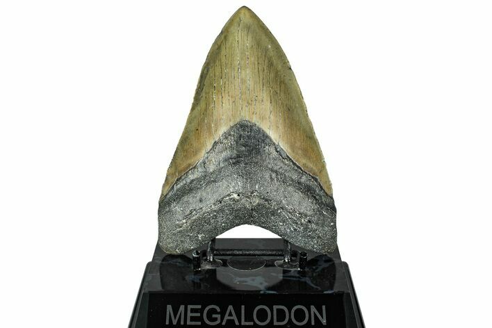 Fossil Megalodon Tooth - North Carolina #319911